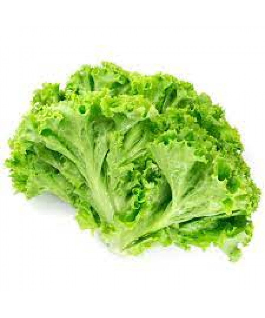 Alface Mimosa Baby Alface Mimosa Baby