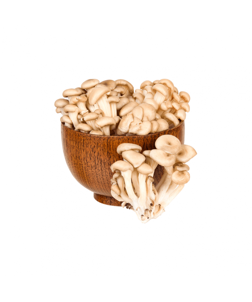 Cogumelo Shimeji Branco Cogus 200 G Cogumelo Shimeji Branco Cogus 200 G