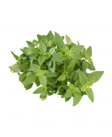 Manjericão Maço Unidade