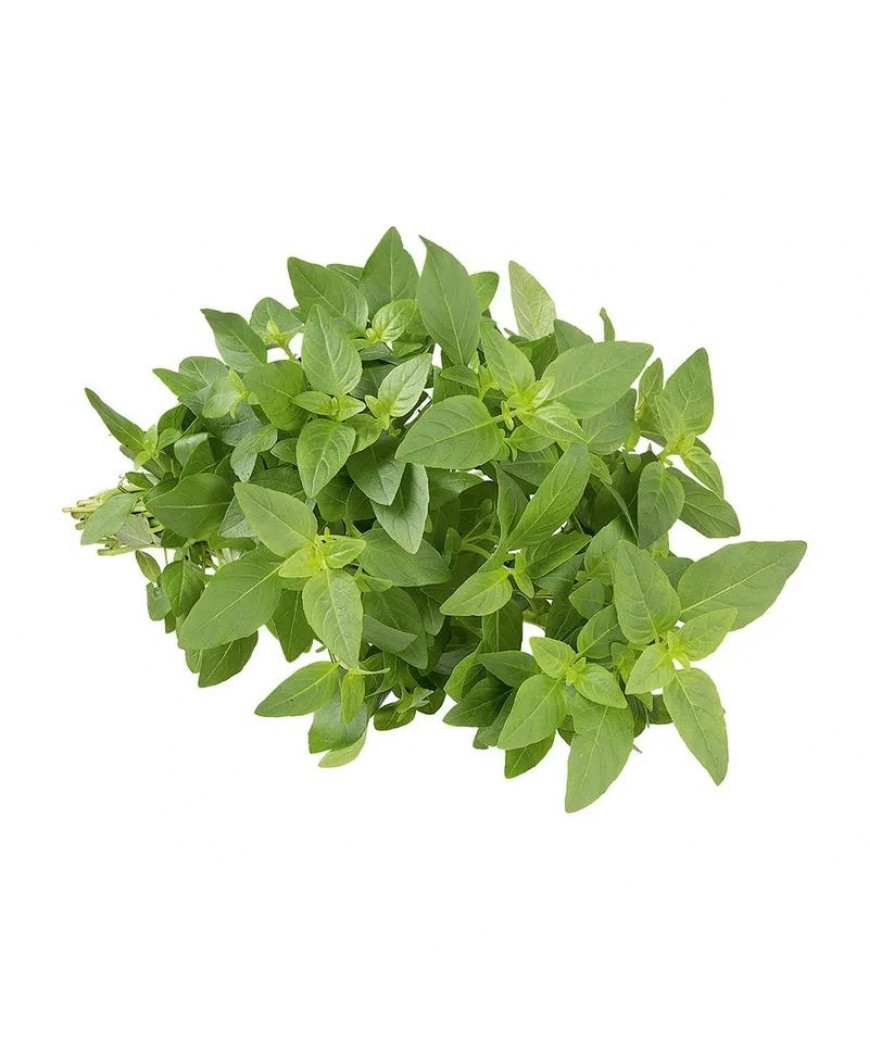 Manjericão Maço Unidade Manjericão Maço Unidade