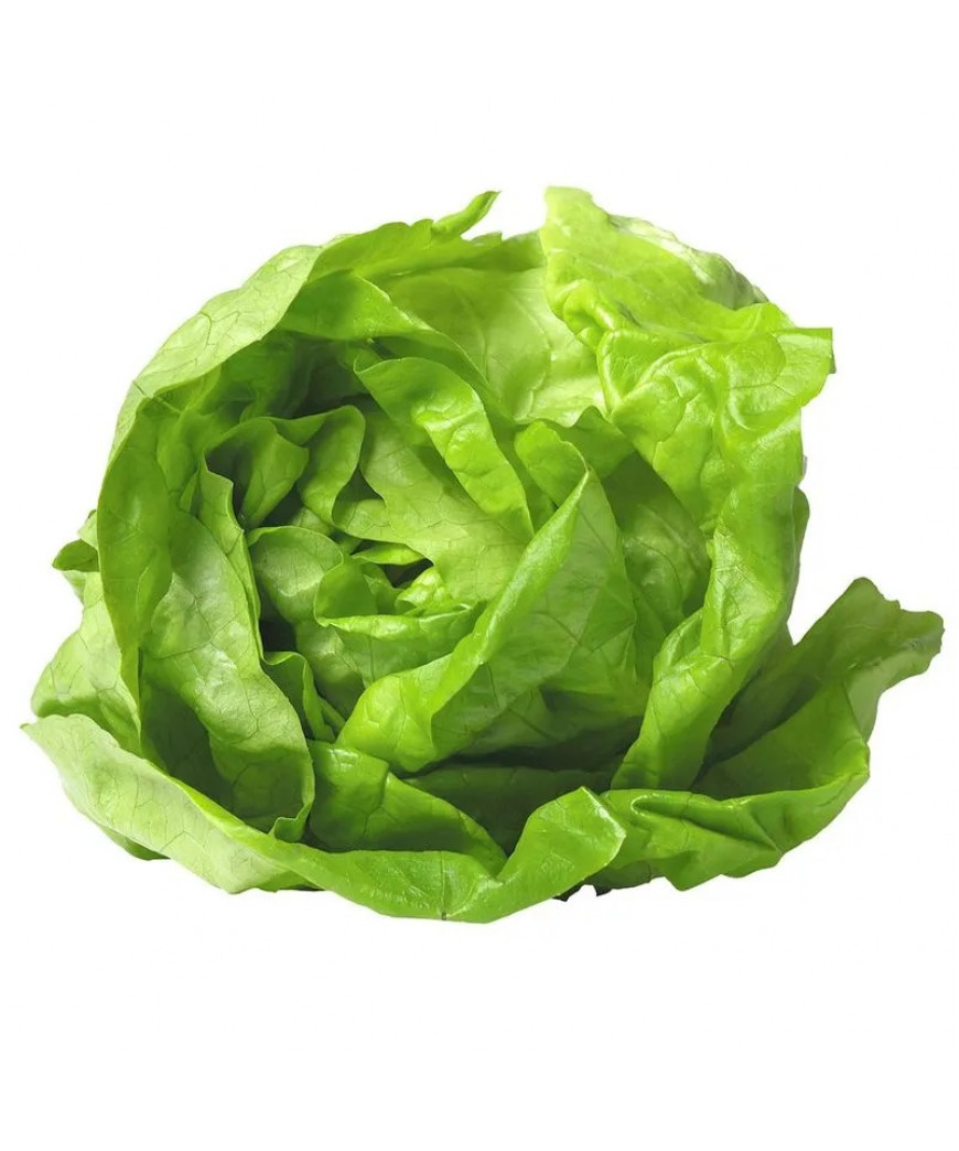 Alface Lisa Unidade Alface Lisa Unidade