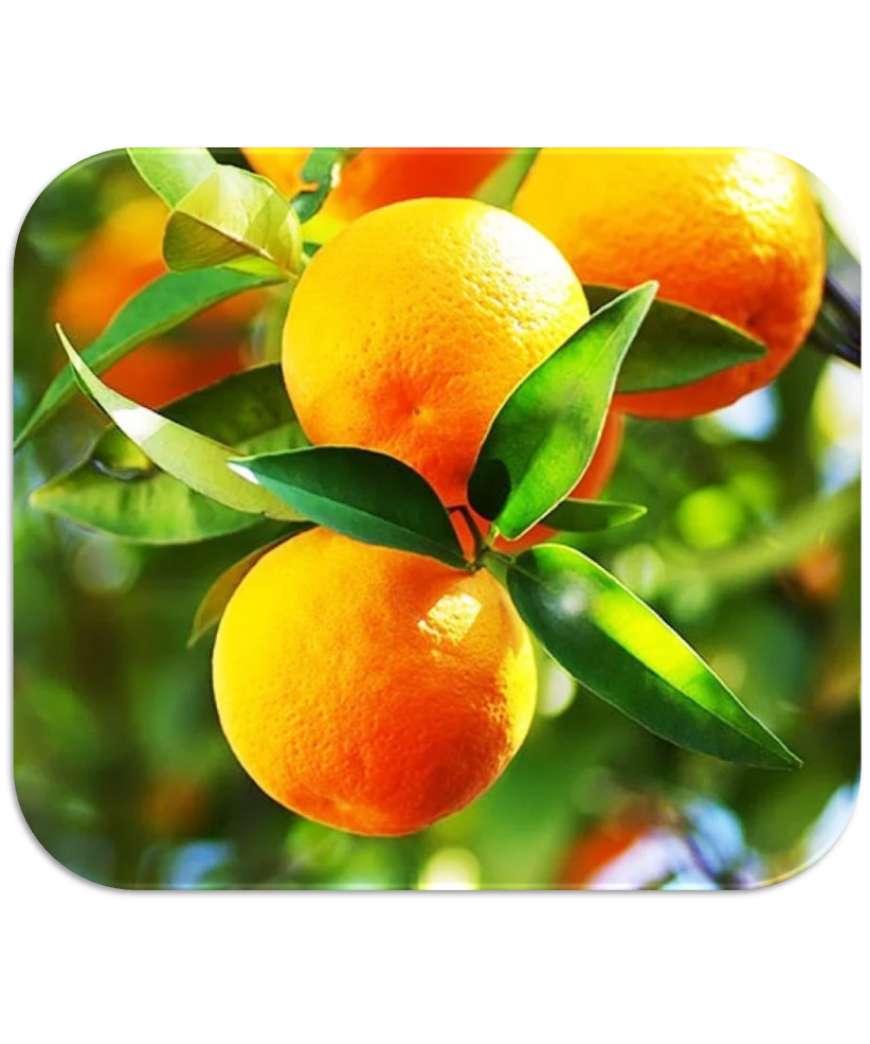 Abacate Kg Abacate Kg